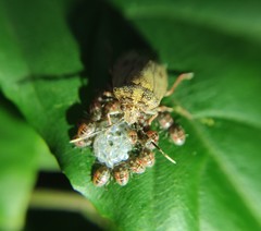 Antiteuchus