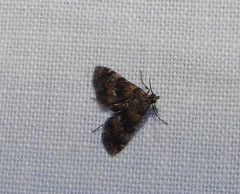 Elophila occidentalis