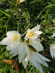 Crocus ochroleucus