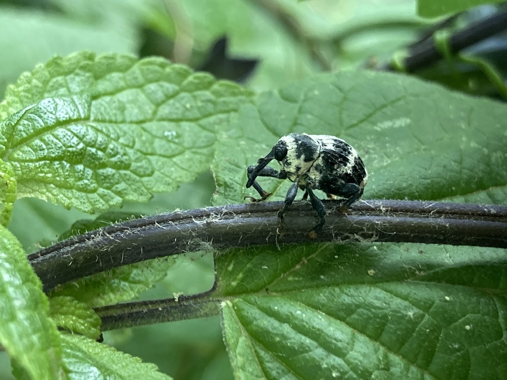 Rhyssomatus diversicollis