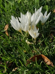 Crocus ochroleucus