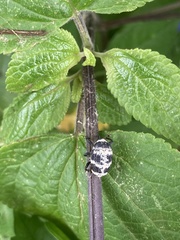 Rhyssomatus diversicollis