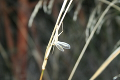 Oecanthus dulcisonans