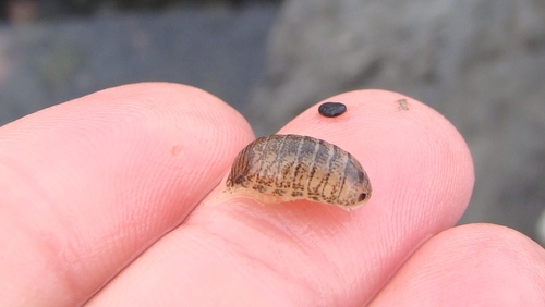 Eurylana arcuata