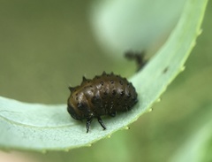 Plagiodera erythroptera