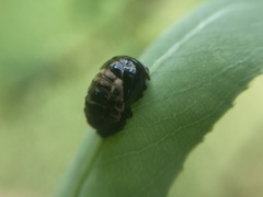 Plagiodera erythroptera