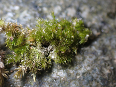 Sciuro-hypnum plumosum