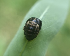 Plagiodera erythroptera
