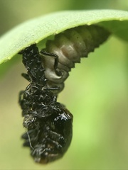 Plagiodera erythroptera