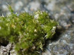 Sciuro-hypnum plumosum