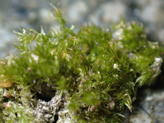 Sciuro-hypnum plumosum