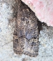 Aporophyla chioleuca