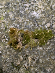 Sciuro-hypnum plumosum