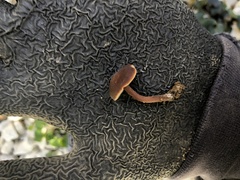 Macrocystidia