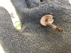 Macrocystidia