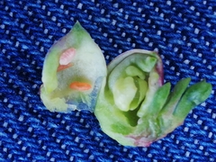 Dasineura coronillae