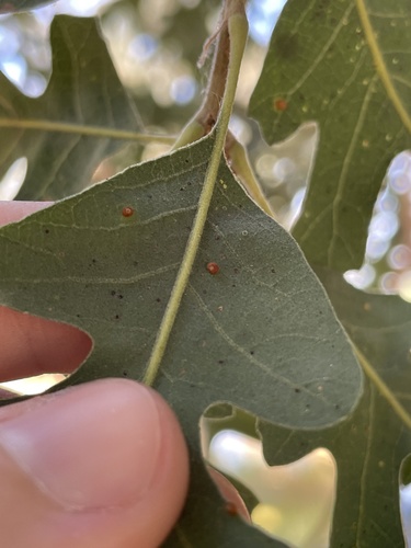 Jumping Gall Wasp photo 4