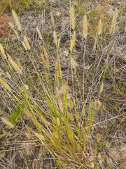 Setaria scheelei