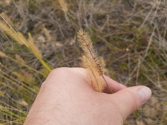 Setaria scheelei