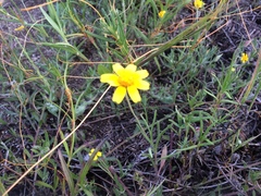 Tetraneuris linearifolia
