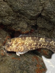 Entomacrodus marmoratus