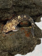 Entomacrodus marmoratus