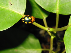 Doryphorina