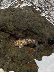 Entomacrodus marmoratus