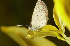Zizeeria knysna