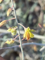 Hoffmannseggia intricata