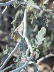 Hoffmannseggia intricata