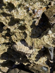 Chiton squamosus