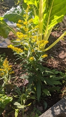Solidago canadensis