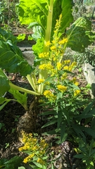 Solidago canadensis