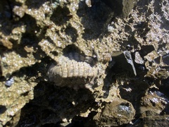 Chiton squamosus