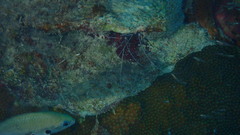 Stenopus