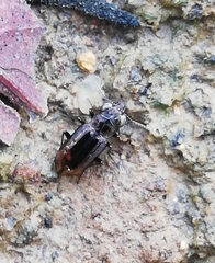 Notiophilus quadripunctatus