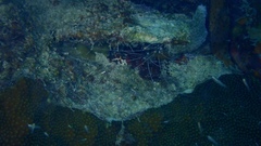 Stenopus