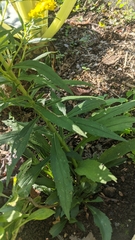 Solidago canadensis