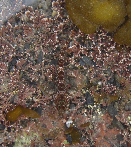 Bellapiscis lesleyae