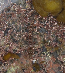 Bellapiscis lesleyae