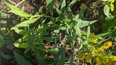 Solidago canadensis