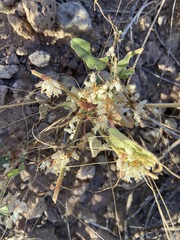 Cuscuta tuberculata