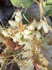 Cuscuta tuberculata