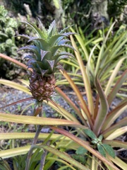 Ananas comosus microstachys