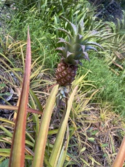 Ananas comosus microstachys