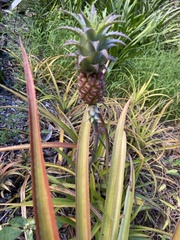 Ananas comosus microstachys