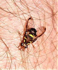 Didacus ciliatus