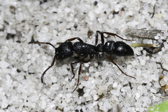 Bothroponera cavernosa