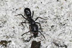 Bothroponera cavernosa